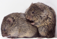 Voles exhibiting consoling behavior